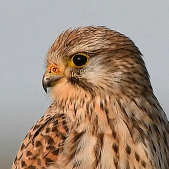 Kestrel