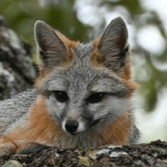 Photo by Mitchell Hamilton on Unsplash Gray Fox