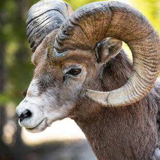 Bighorn Sheep